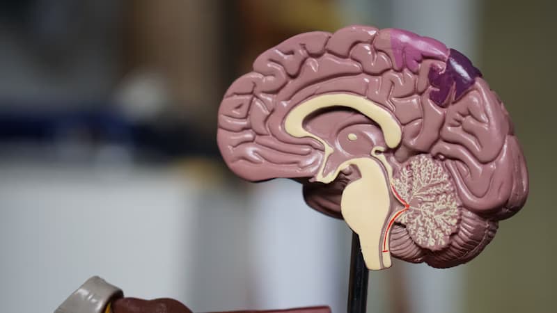 Cerebro ilustrado